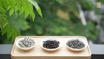 Lục trà Shan tuyết cổ thụ Thác thuý 1 búp 2 lá