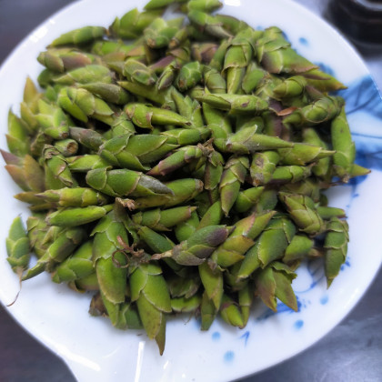 Bạch trà đuôi rồng (trà móng rồng)