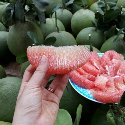 Bưởi da xanh Tam Tân